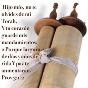 Reflexiones de Torah