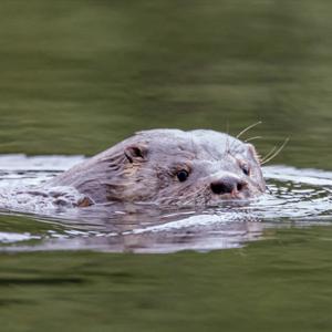 Santuario de la Naturaleza Humedales del río Maullín