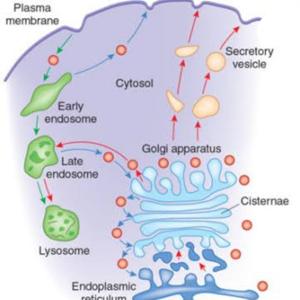 Transporte Vesicular