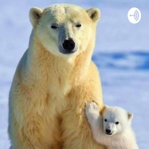 Polar Bears