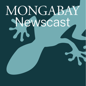 Mongabay Newscast by Mongabay