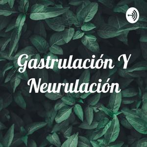 Gastrulación Y Neurulación