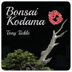 Bonsai Kodama by Tony Tickle