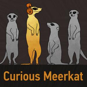Curious Meerkat