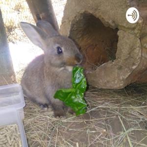 ROLLING WITH RABBITS