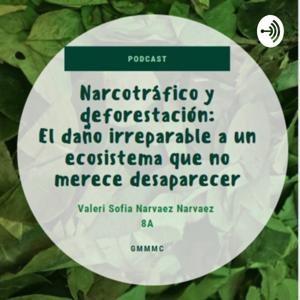 Narcotráfico y deforestación: el daño irreparable a un ecosistema que no merece desaparecer.