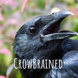 CrowBrained