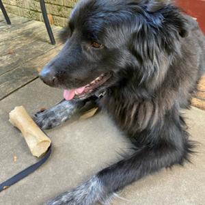 Walking Moose-Observations on life after 50.