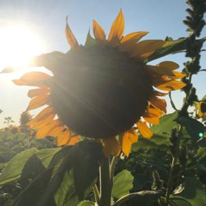 Earthling Perspectives