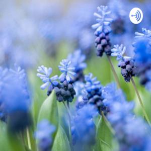 Wild Blue Podcast