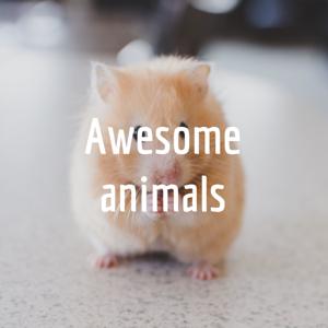 Awesome animals