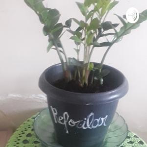 Vamos Brotar Fortão