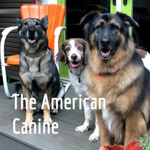 The American Canine