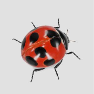 LADYBUG RADIO