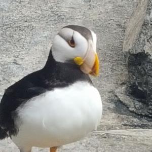 The Potent Puffin Podcast