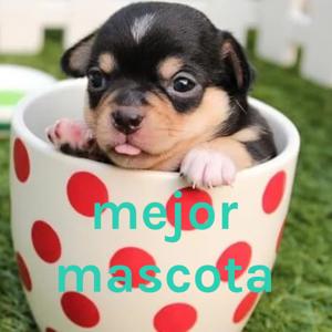 mejor mascota