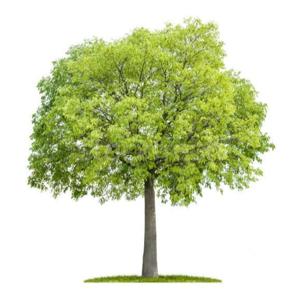 The Lote Tree: Islamic Spiritual Traditions
