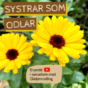 Systrar som odlar