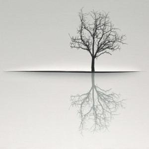 Árvores sem Raízes