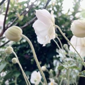 ひとりごとレター ⚐ lili’s seed