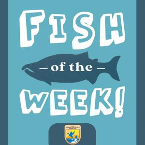 Fish of the Week! by U.S. Fish and Wildlife Service