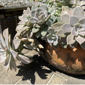 金剛是我!我是金剛