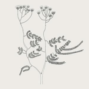 Regnfang by Regnfang