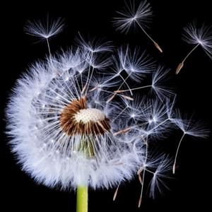 This rss has been deleted