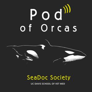 Pod of Orcas