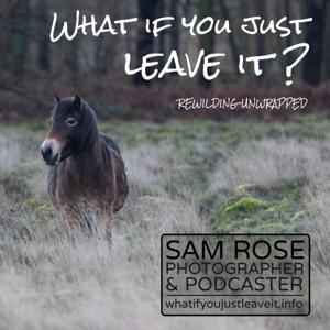 What if you just leave it? Rewilding unwrapped by Sam Rose