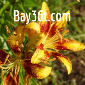 Bay36t.com