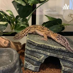 Leopard Gecko Care