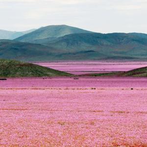 QUARESIMA: 40 giorni di sfide e di pace