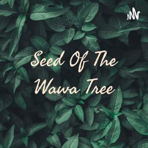 Seed Of The Wawa Tree