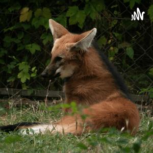 Caminho de Lobo é descaminho