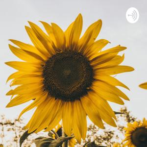 Sunflowers.