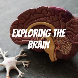 Exploring the Brain