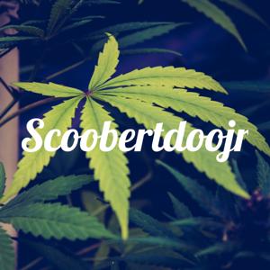 Scoobertdoojr