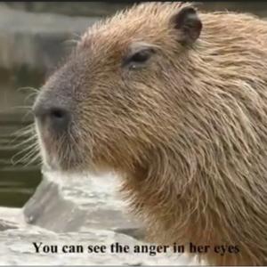 Capybara voice by 肥宅