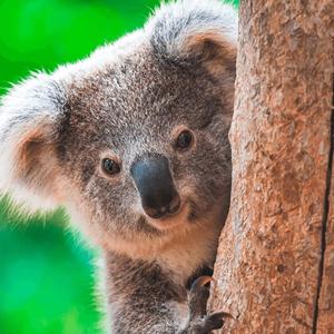 Die Tierwelt der Erde