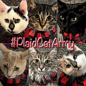 #PlaidCatArmy