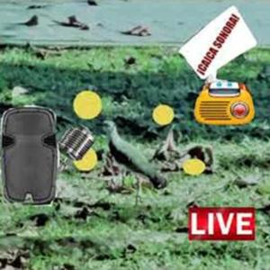 Caica Sonora - La Alternativa