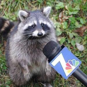 Raccoon Talk