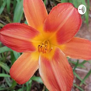 Vulgarizing podcast😌🍃🤍