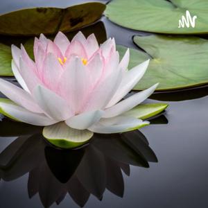 Mindful Moments with Wholist
