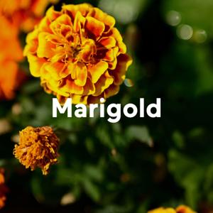 Marigold: A podcast by Thando