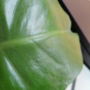 De Podcast van Vincent - Verhalen