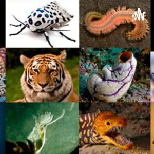 Coleções zoológicas