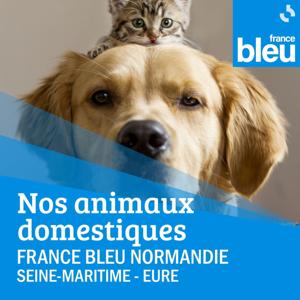 Nos animaux domestiques France Bleu Normandie (Rouen)