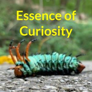 Essence of Curiosity